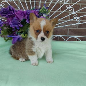 AKC Pembroke Welsh Corgi breeder - Hilltop Puppies - Trooper .