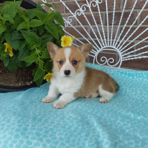 AKC Pembroke Welsh Corgi puppies for sale - Hilltop Puppies - Bella .