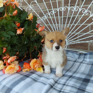 AKC Pembroke Welsh Corgi puppies for sale - Hilltop Puppies - Lila .