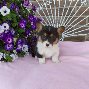 AKC Pembroke Welsh Corgi puppies for sale - Hilltop Puppies - Lola .