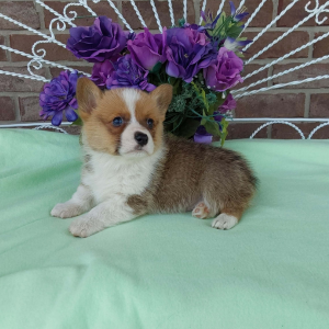 AKC Pembroke Welsh Corgi puppies for sale - Hilltop Puppies - Trooper .
