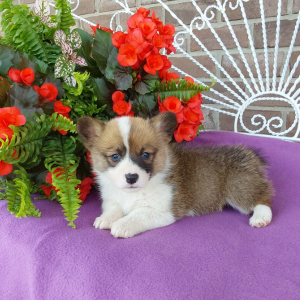 AKC Pembroke Welsh Corgi puppies for sale in IN - Hilltop Puppies - Bailey .