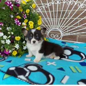 AKC Pembroke Welsh Corgi puppies for sale in IN - Hilltop Puppies - Bear .