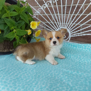 AKC Pembroke Welsh Corgi puppies for sale in IN - Hilltop Puppies - Bella .