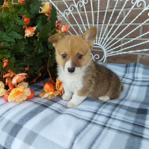 AKC Pembroke Welsh Corgi puppies for sale in IN - Hilltop Puppies - Lila .