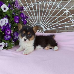AKC Pembroke Welsh Corgi puppies for sale in IN - Hilltop Puppies - Lola .