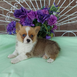 AKC Pembroke Welsh Corgi puppies for sale in IN - Hilltop Puppies - Trooper .