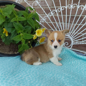 AKC Pembroke Welsh Corgi puppies for sale in Indiana - Hilltop Puppies - Bella .