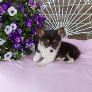 AKC Pembroke Welsh Corgi puppies for sale in Indiana - Hilltop Puppies - Lola .