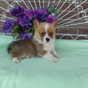 AKC Pembroke Welsh Corgi puppies for sale in Indiana - Hilltop Puppies - Trooper .