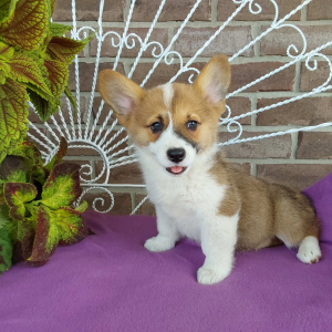 AKC Pembroke Welsh Corgi breeder - Hilltop Puppies - Bailey - 260-466-1818