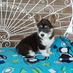 AKC Pembroke Welsh Corgi breeder - Hilltop Puppies - Chase .