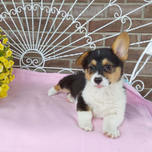 AKC Pembroke Welsh Corgi breeder - Hilltop Puppies - Chelsea .