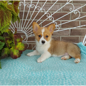 AKC Pembroke Welsh Corgi breeder - Hilltop Puppies - Trooper - 260-466-1818