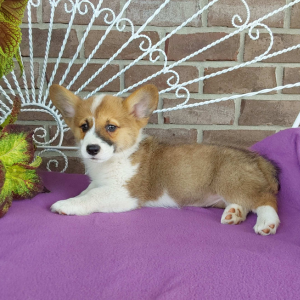 AKC Pembroke Welsh Corgi puppies for sale - Hilltop Puppies - Bailey - 260-466-1818