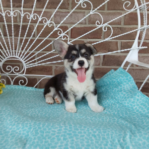 AKC Pembroke Welsh Corgi puppies for sale - Hilltop Puppies - Charlie .