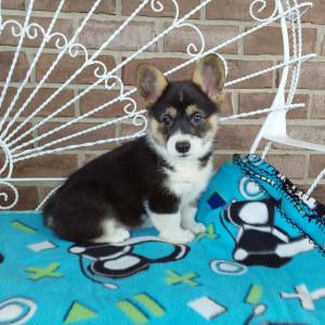 AKC Pembroke Welsh Corgi puppies for sale - Hilltop Puppies - Chase .