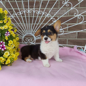 AKC Pembroke Welsh Corgi puppies for sale - Hilltop Puppies - Chelsea .