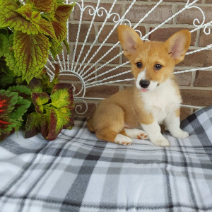 AKC Pembroke Welsh Corgi puppies for sale - Hilltop Puppies - Lila - 260-466-1818