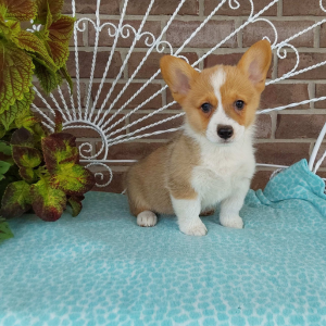 AKC Pembroke Welsh Corgi puppies for sale - Hilltop Puppies - Trooper - 260-466-1818