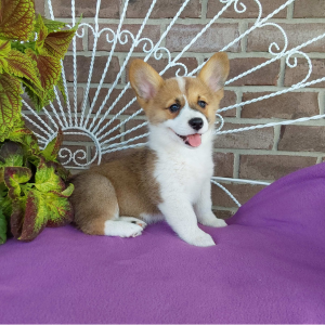 AKC Pembroke Welsh Corgi puppies for sale in Grabill, Indiana - Hilltop Puppies - Bailey - 260-466-1818