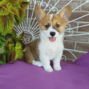 AKC Pembroke Welsh Corgi puppies for sale in IN - Hilltop Puppies - Bailey - 260-466-1818