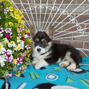 AKC Pembroke Welsh Corgi puppies for sale in IN - Hilltop Puppies - Chase .