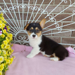 AKC Pembroke Welsh Corgi puppies for sale in IN - Hilltop Puppies - Chelsea .