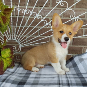 AKC Pembroke Welsh Corgi puppies for sale in IN - Hilltop Puppies - Lila - 260-466-1818
