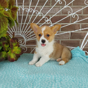 AKC Pembroke Welsh Corgi puppies for sale in IN - Hilltop Puppies - Trooper - 260-466-1818