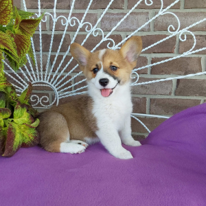 AKC Pembroke Welsh Corgi puppies for sale in Indiana - Hilltop Puppies - Bailey - 260-466-1818