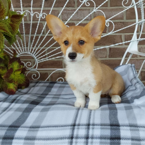 AKC Pembroke Welsh Corgi puppies for sale in Indiana - Hilltop Puppies - Lila - 260-466-1818