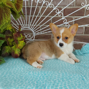 AKC Pembroke Welsh Corgi puppies for sale in Indiana - Hilltop Puppies - Trooper - 260-466-1818