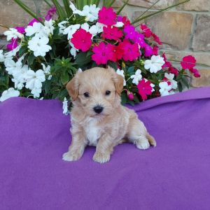Best Maltipoo Breeder in Indiana - Hilltop Puppies - Buddy