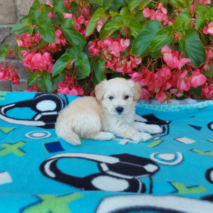 Best Maltipoo Breeder in Indiana - Hilltop Puppies - Champ