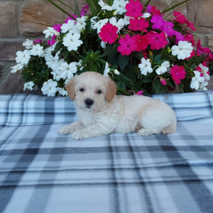 Best Maltipoo Breeder in Indiana - Hilltop Puppies - Cody