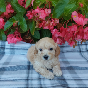 Best Maltipoo Breeder in Indiana - Hilltop Puppies - Max