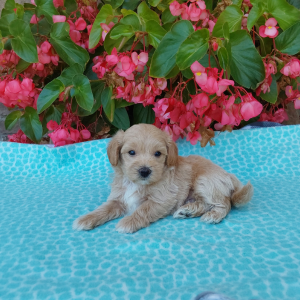 Best Maltipoo Breeder in Indiana - Hilltop Puppies - Otis