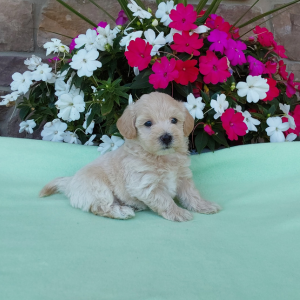 Best Maltipoo Breeder in Indiana - Hilltop Puppies - Tyson