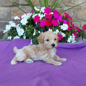 Maltipoo puppies for sale - Hilltop Puppies - Buddy