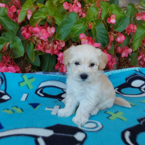 Maltipoo puppies for sale - Hilltop Puppies - Champ