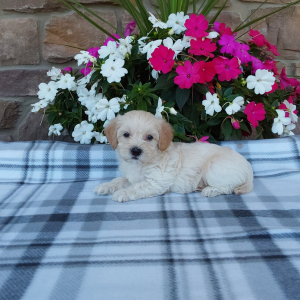 Maltipoo puppies for sale - Hilltop Puppies - Cody