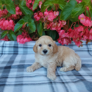 Maltipoo puppies for sale - Hilltop Puppies - Max
