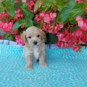Maltipoo puppies for sale - Hilltop Puppies - Otis