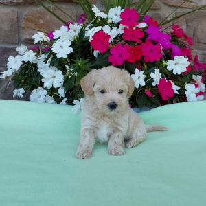 Maltipoo puppies for sale - Hilltop Puppies - Tyson