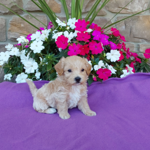 Maltipoo puppies for sale in IN - Hilltop Puppies - Buddy