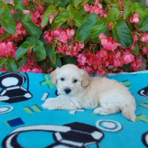 Maltipoo puppies for sale in IN - Hilltop Puppies - Champ