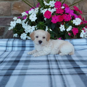 Maltipoo puppies for sale in IN - Hilltop Puppies - Cody