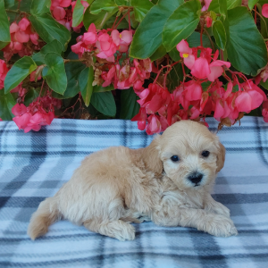 Maltipoo puppies for sale in IN - Hilltop Puppies - Max