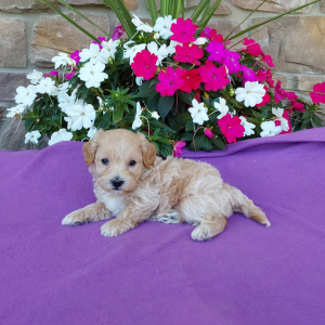 Maltipoo puppies for sale in Indiana - Hilltop Puppies - Buddy